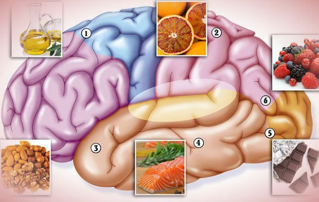 Brain and useful products